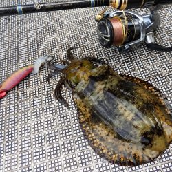 Fisherman Dreams DI 釣果