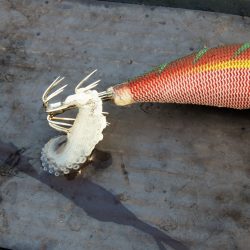 Fisherman Dreams DI 釣果