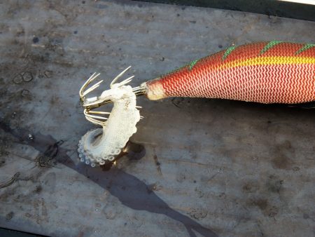 Fisherman Dreams DI 釣果