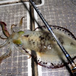 Fisherman Dreams DI 釣果