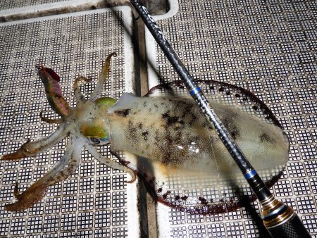 Fisherman Dreams DI 釣果