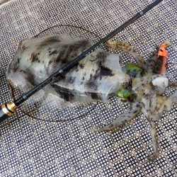 Fisherman Dreams DI 釣果