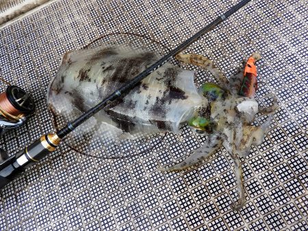 Fisherman Dreams DI 釣…