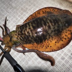 Fisherman Dreams DI 釣果