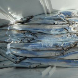 大進丸（愛知） 釣果