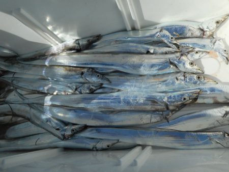 大進丸（愛知） 釣果