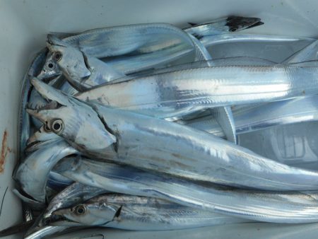 大進丸（愛知） 釣果