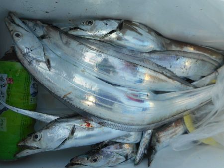 大進丸（愛知） 釣果