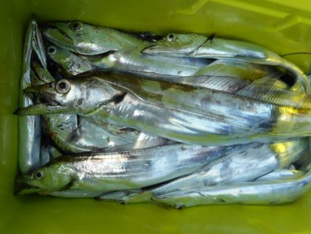 大進丸（愛知） 釣果