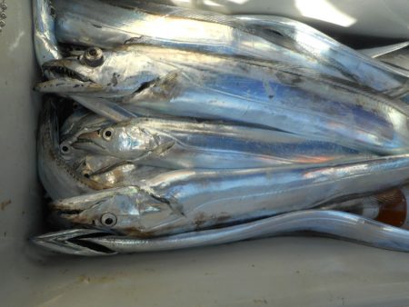 大進丸（愛知） 釣果