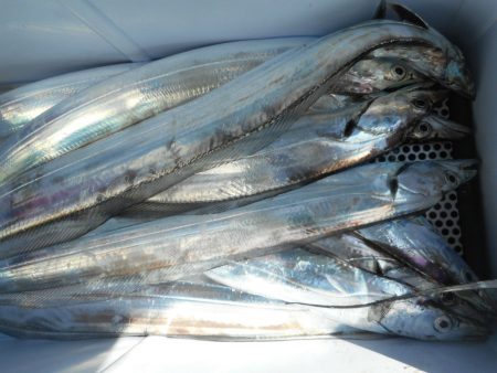 大進丸（愛知） 釣果