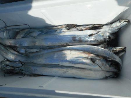 大進丸（愛知） 釣果