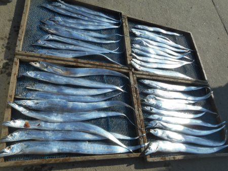 大進丸（愛知） 釣果