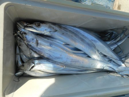 大進丸（愛知） 釣果