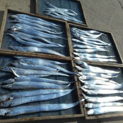 大進丸（愛知） 釣果