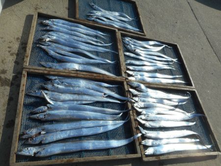 大進丸（愛知） 釣果