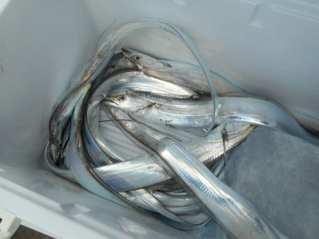 大進丸（愛知） 釣果