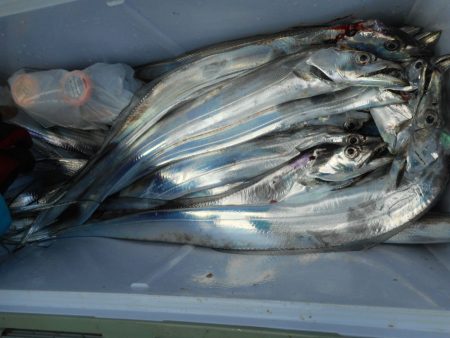 大進丸（愛知） 釣果