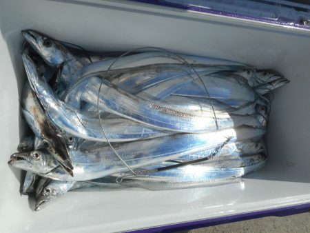 大進丸（愛知） 釣果