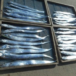 大進丸（愛知） 釣果