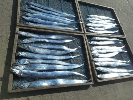 大進丸（愛知） 釣果