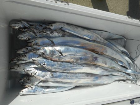 大進丸（愛知） 釣果