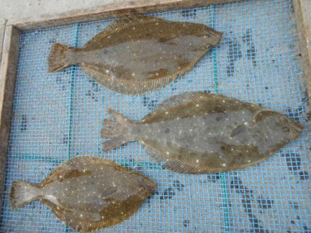 大進丸（愛知） 釣果