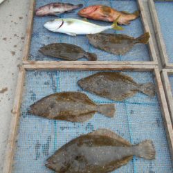 大進丸（愛知） 釣果