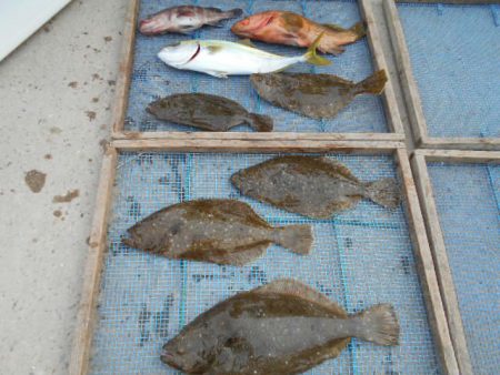 大進丸（愛知） 釣果