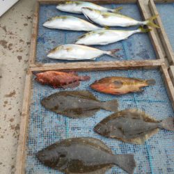 大進丸（愛知） 釣果