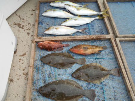 大進丸（愛知） 釣果