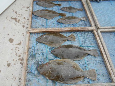 大進丸（愛知） 釣果