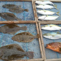 大進丸（愛知） 釣果