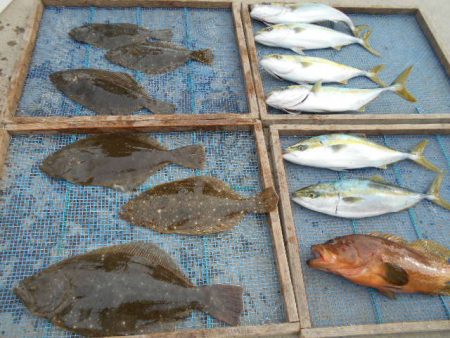 大進丸（愛知） 釣果