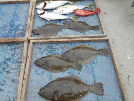 大進丸（愛知） 釣果