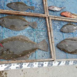 大進丸（愛知） 釣果