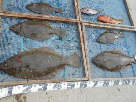 大進丸（愛知） 釣果