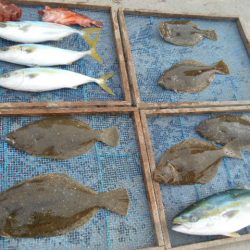 大進丸（愛知） 釣果