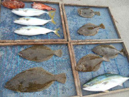 大進丸（愛知） 釣果