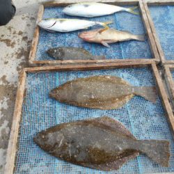 大進丸（愛知） 釣果