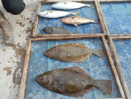 大進丸（愛知） 釣果