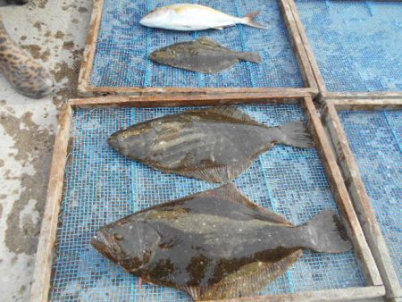 大進丸（愛知） 釣果