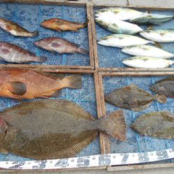 大進丸（愛知） 釣果