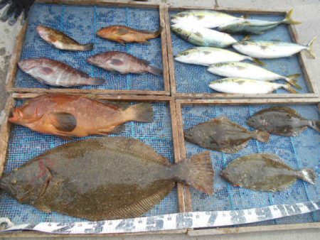 大進丸（愛知） 釣果