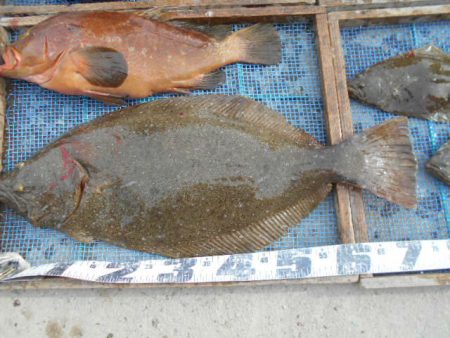 大進丸（愛知） 釣果