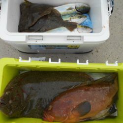 大進丸（愛知） 釣果