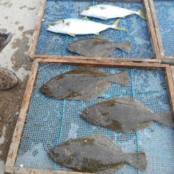 大進丸（愛知） 釣果