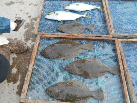 大進丸（愛知） 釣果