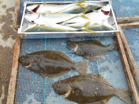 大進丸（愛知） 釣果