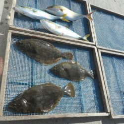 大進丸（愛知） 釣果